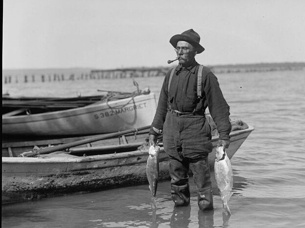 A fisherman pulls shad from the Potomac River in the early 1900s.