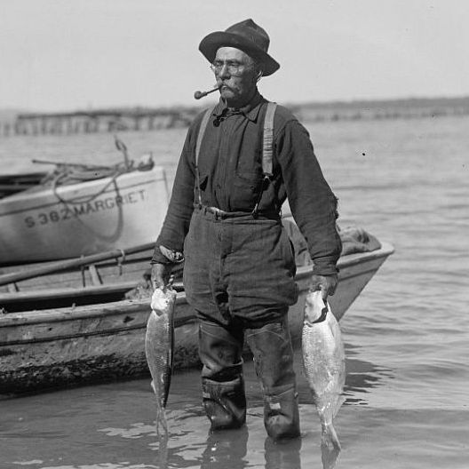 A fisherman pulls shad from the Potomac River in the early 1900s.