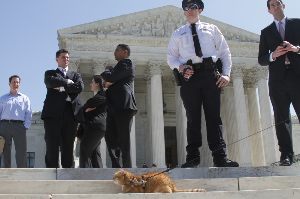 Yes, that's really a cat on a leash in the crowd outside the Supreme Court Monday.