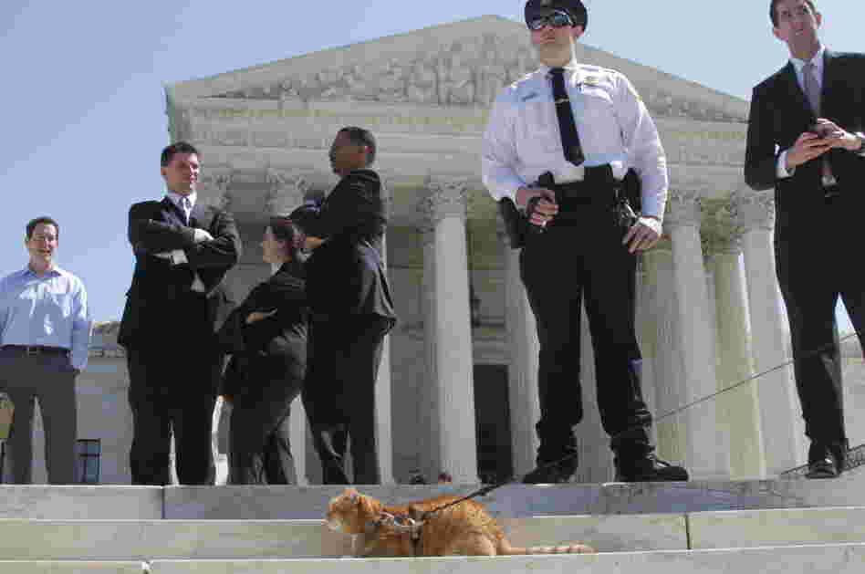 Yes, that's really a cat on a leash in the crowd outside the Supreme Court Monday.