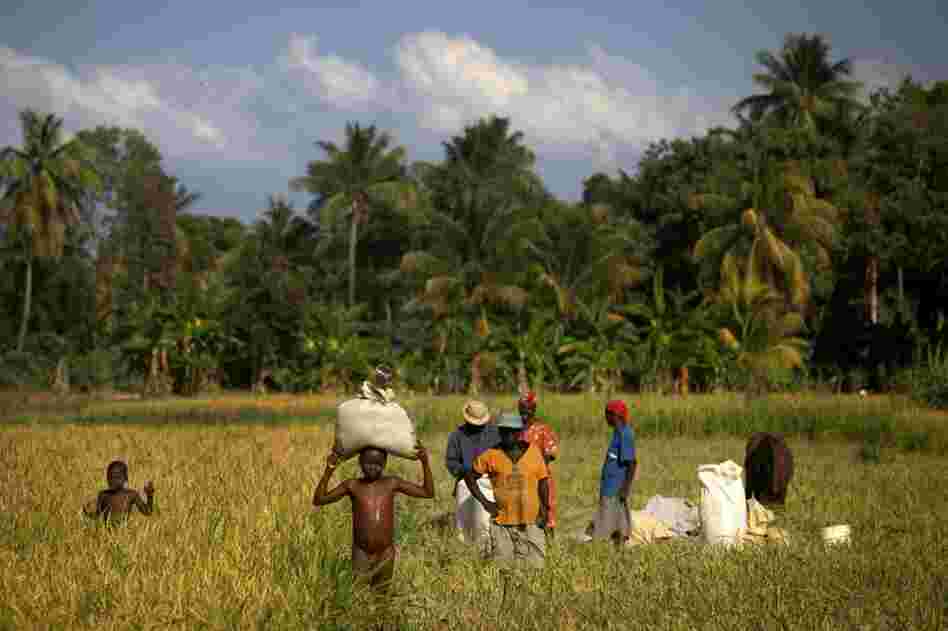 Rice farmers work the fertile fields of Haiti's rural Artibonite River valley, which lies downstream from the site of the original cholera outbreak.