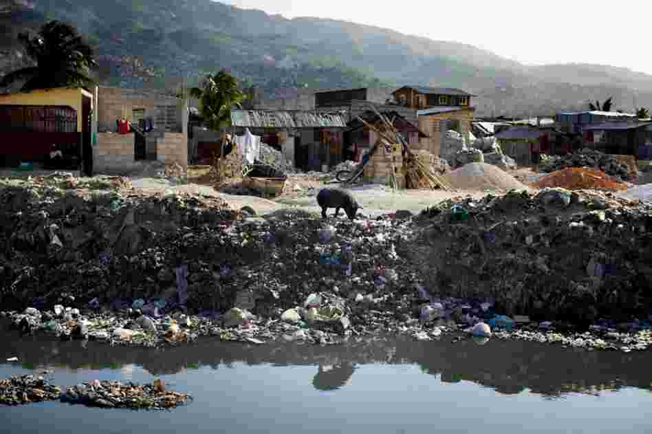 A lone pig roots through trash along a sewage canal that runs from the center of Port-au-Prince through Cite de Dieu. During the rainy season, the canal overflows its banks and fills nearby houses with sewage.