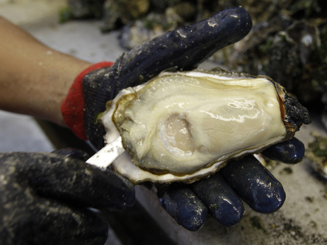 An oyster shucker on Samish Island, Wash. on Puget Sound. The state is frequently forced to close beaches to oyster gatherers because of the risks of harmful algae blooms.