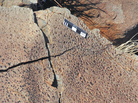 Researchers have analyzed the fossil imprints of of raindrops, like the ones shown here, to study the atmosphere of the Earth, as it was 2.7 billion years ago. The rule at the top is 5 centimeters, or about 2 inches, long. Researchers have analyzed the fossil imprints of of raindrops, like the ones shown here, to study the atmosphere of the Earth, as it was 2.7 billion years ago. The rule at the top is 5 centimeters, or about 2 inches, long.