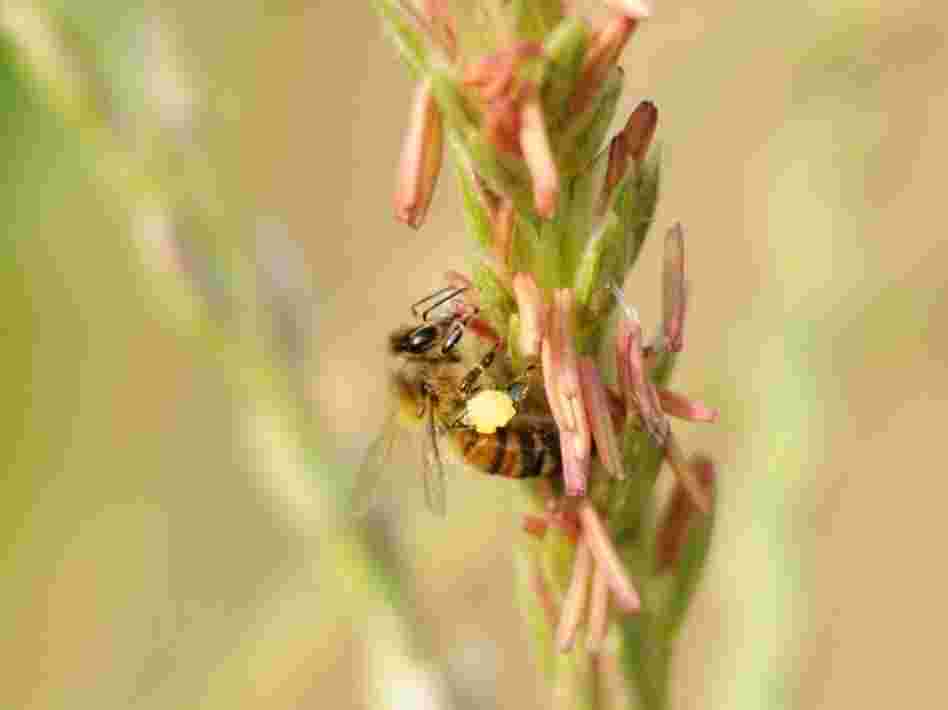 One class of insecticides makes an entire corn plant poisonous to many insects that feed on it, including bees.