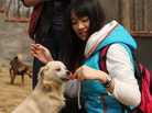 A volunteer feeds one of the dogs rescued from slaughter last December in a stand-off between animal rights activists and dog-meat sellers in central China. Such rescues have been taking place with some regularity in China. A volunteer feeds one of the dogs rescued from slaughter last December in a stand-off between animal rights activists and dog-meat sellers in central China. Such rescues have been taking place with some regularity in China.
