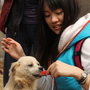 A volunteer feeds one of the dogs rescued from slaughter last December in a stand-off between animal rights activists and dog-meat sellers in central China. Such rescues have been taking place with some regularity in China. A volunteer feeds one of the dogs rescued from slaughter last December in a stand-off between animal rights activists and dog-meat sellers in central China. Such rescues have been taking place with some regularity in China.