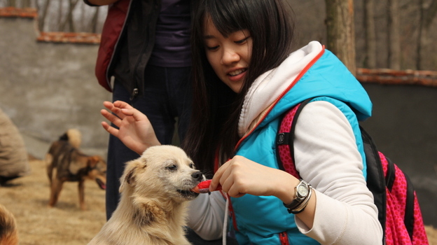 A volunteer feeds one of the dogs rescued from slaughter last December in a stand-off between animal rights activists and dog-meat sellers in central China. Such rescues have been taking place with some regularity in China.