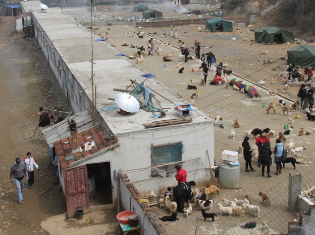 The Pingan Afu animal shelter, in eastern China's Jiangsu Province, is home to about 1,800 stray and rescued dogs. 
