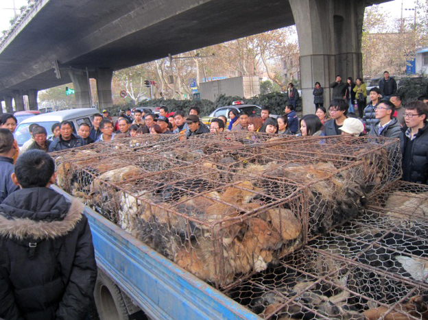 Animal activists surround a truck taking dogs to slaughter last December in Central China's Jiangsu Province. The activists ultimately paid about $8,000 to rescue the dogs.