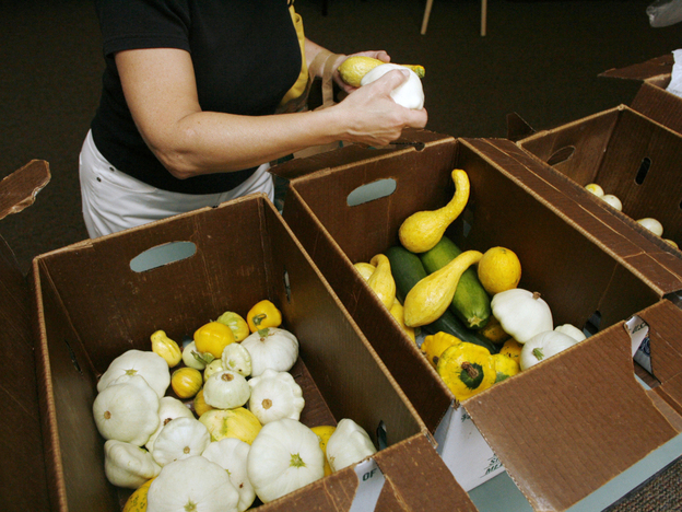 A member of the community supported agriculture program at Congregation Shearith Israel picks from boxes of squash and cucumbers in Atlanta. Some purists say CSAs are drifting away from their roots.
