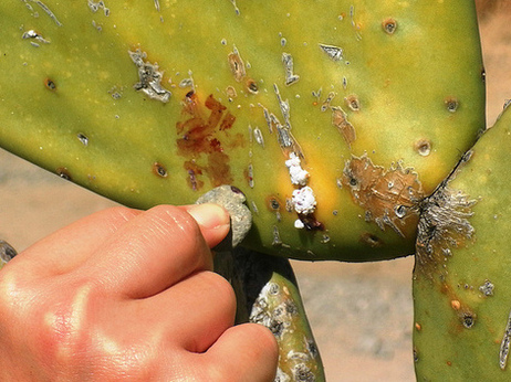 The tiny white insects that feed on cactus turn into red cochineal when crushed. Starbucks uses the dye in some of its products. The tiny white insects that feed on cactus turn into red cochineal when crushed. Starbucks uses the dye in some of its products.