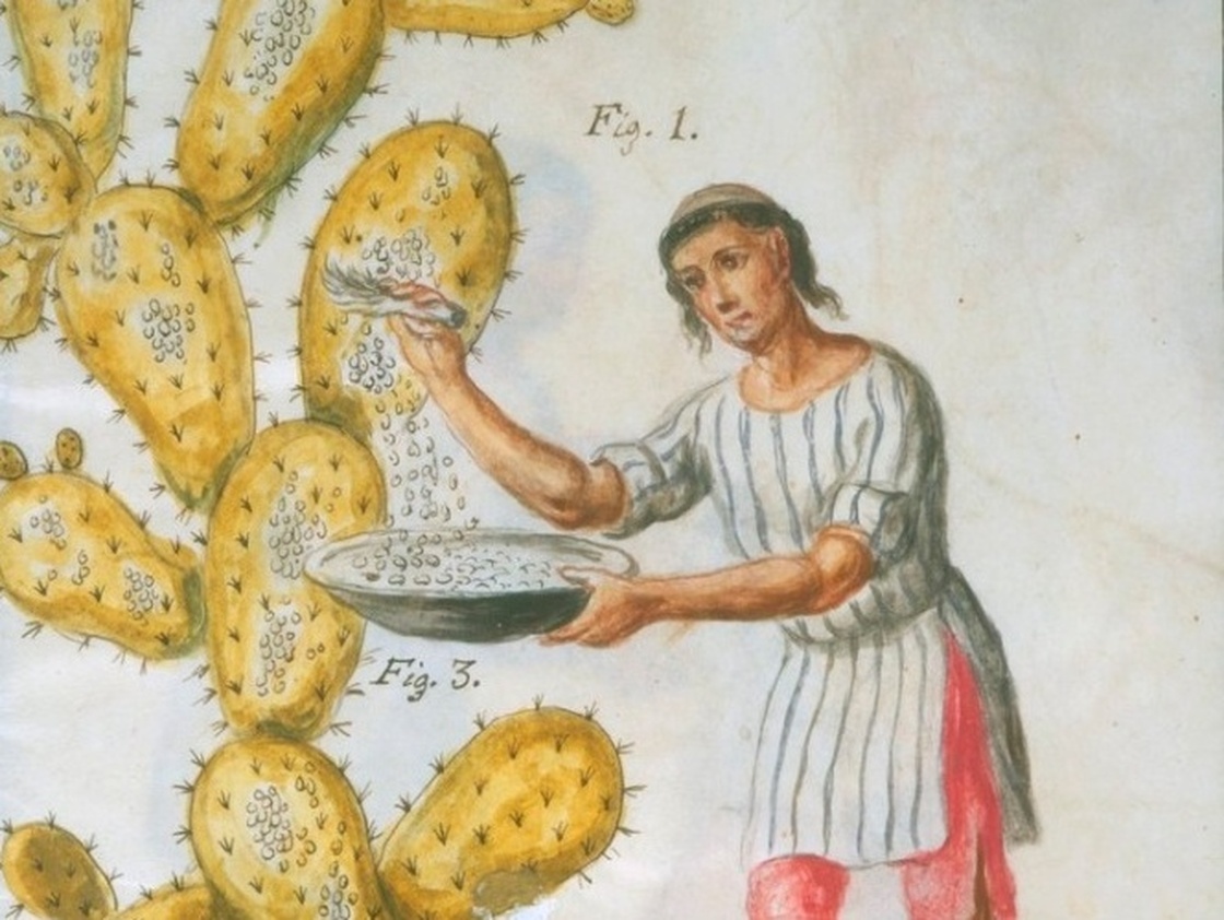An 18th-century Indian gathers cochineal.