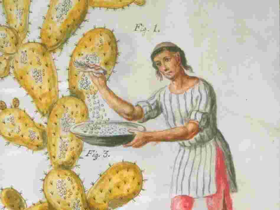 An 18th-century Indian gathers cochineal.