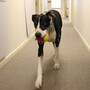 Patch, a Great Dane, has a memo for you. Patch, a Great Dane, has a memo for you.
