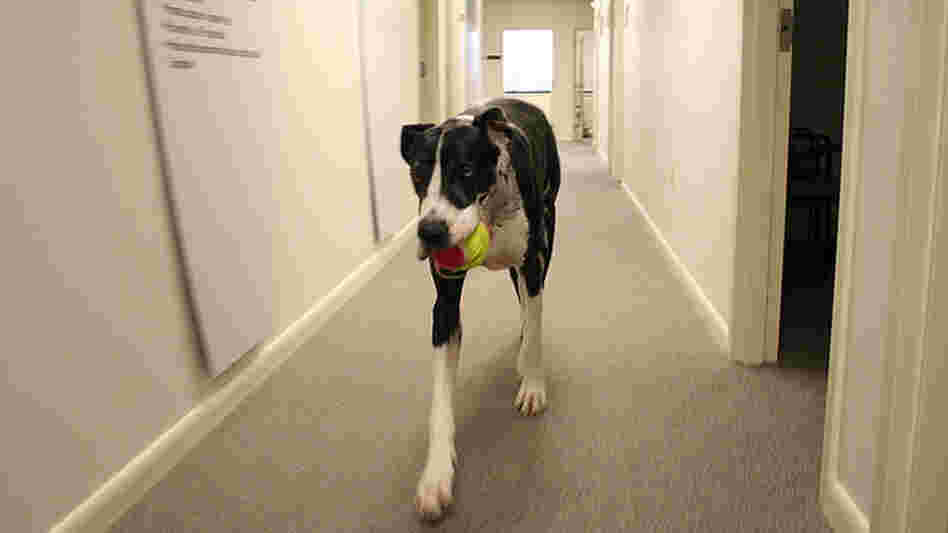 Patch, a Great Dane, has a memo for  you.