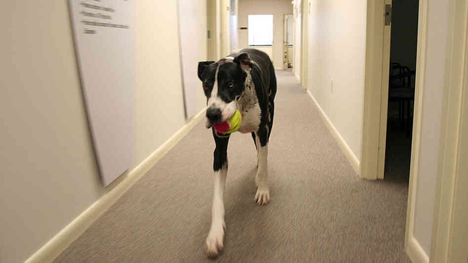 Patch, a Great Dane, has a memo for  you.