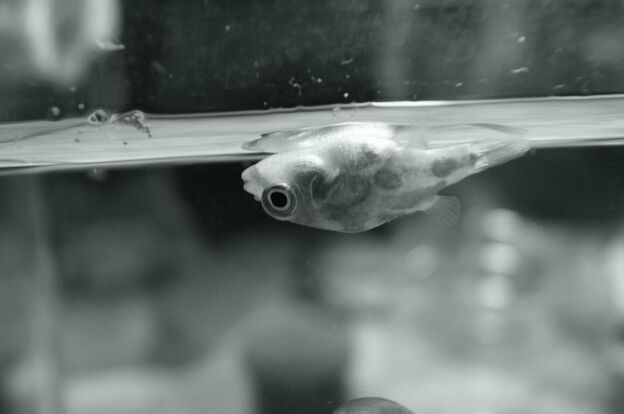 A fish with a faulty swim bladder.