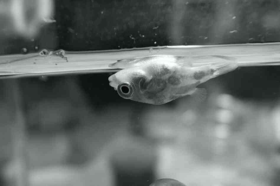 A fish with a faulty swim bladder.