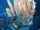 A robotic arm breaks off a chunk of mineral-rich rock deep underwater. Nautilus Minerals of Australia hopes to develop and expand undersea mining by extracting copper, gold, silver and zinc from the seafloor. A robotic arm breaks off a chunk of mineral-rich rock deep underwater. Nautilus Minerals of Australia hopes to develop and expand undersea mining by extracting copper, gold, silver and zinc from the seafloor.