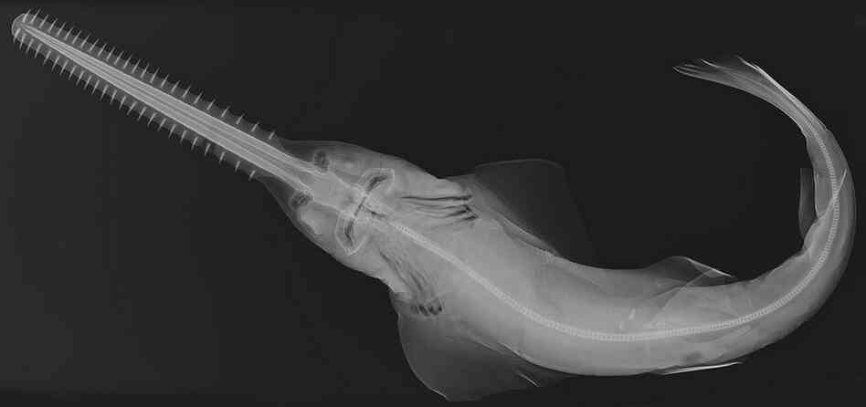Smalltooth sawfish
