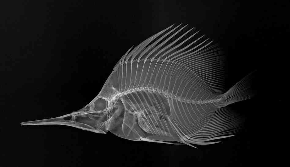 Longnose butterflyfish