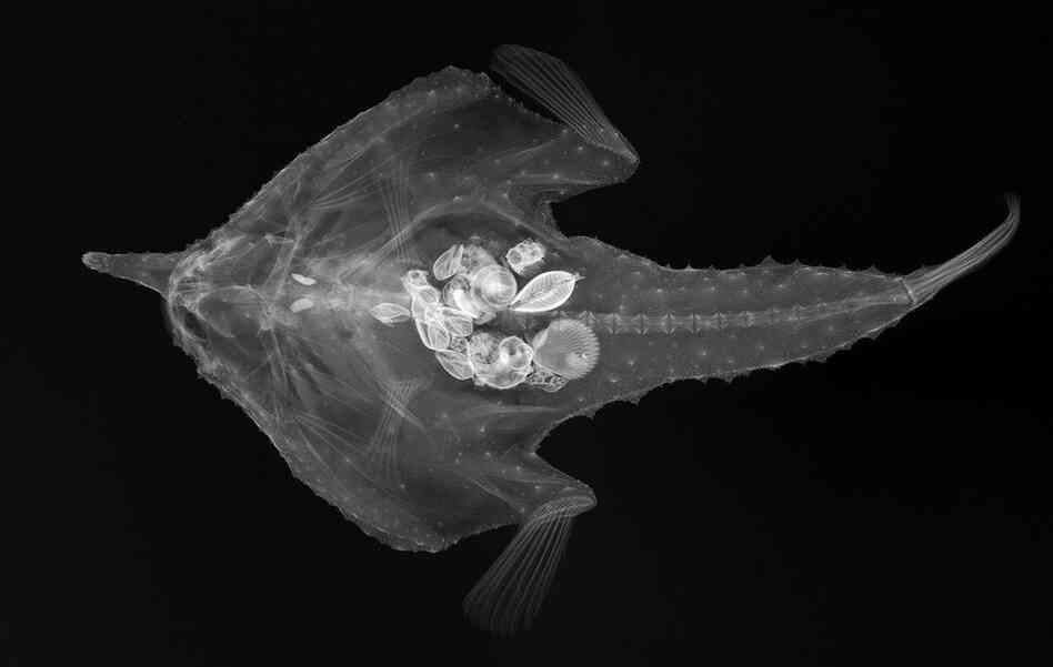 Longnose batfish