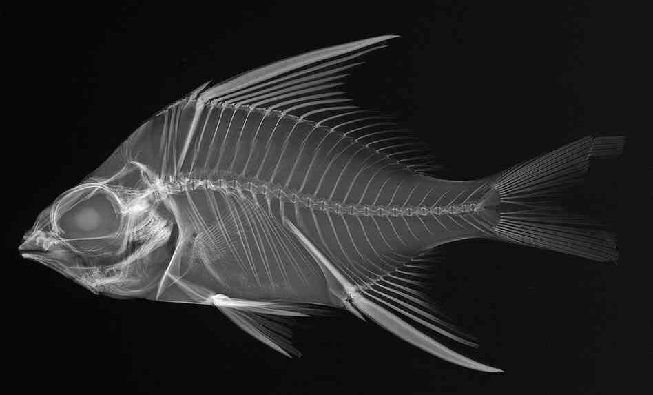 Striped mojarra