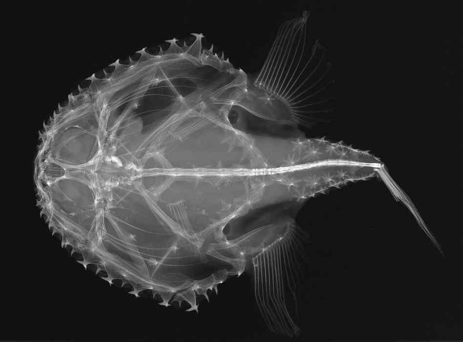 Pancake batfish