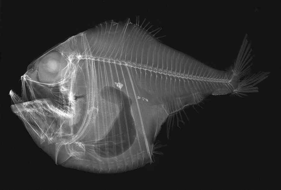 Tropical hatchetfish
