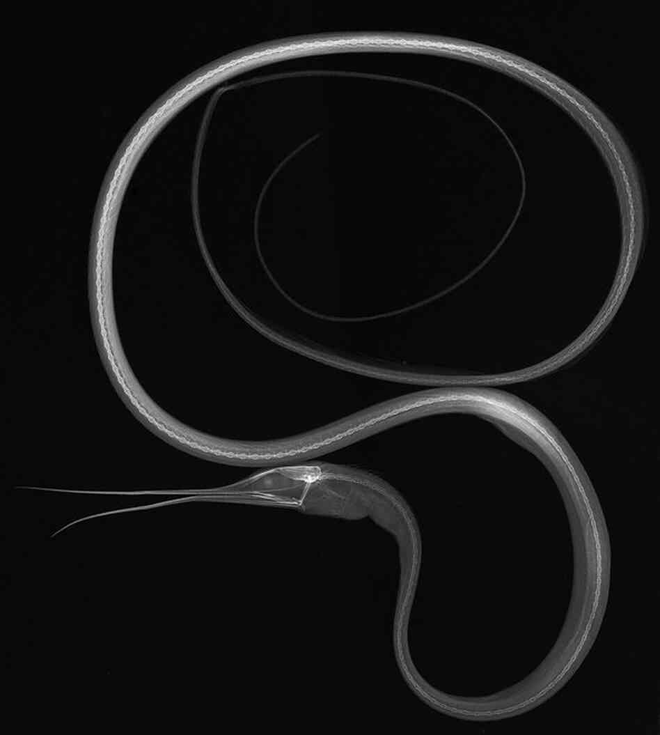 Slender snipe eel