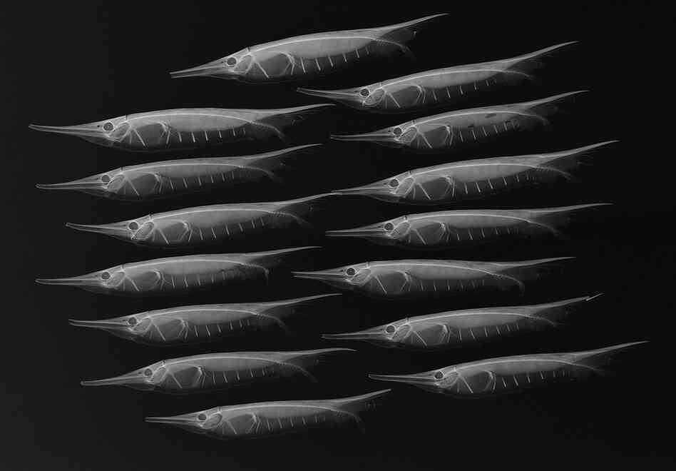 Grooved razorfish