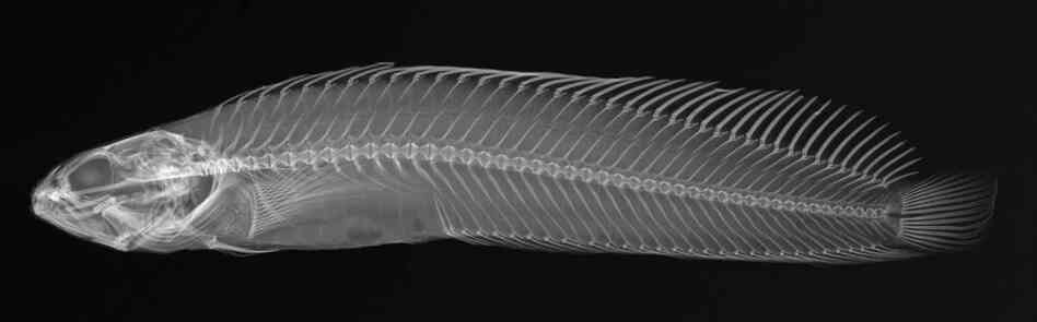 Crisscross prickleback
