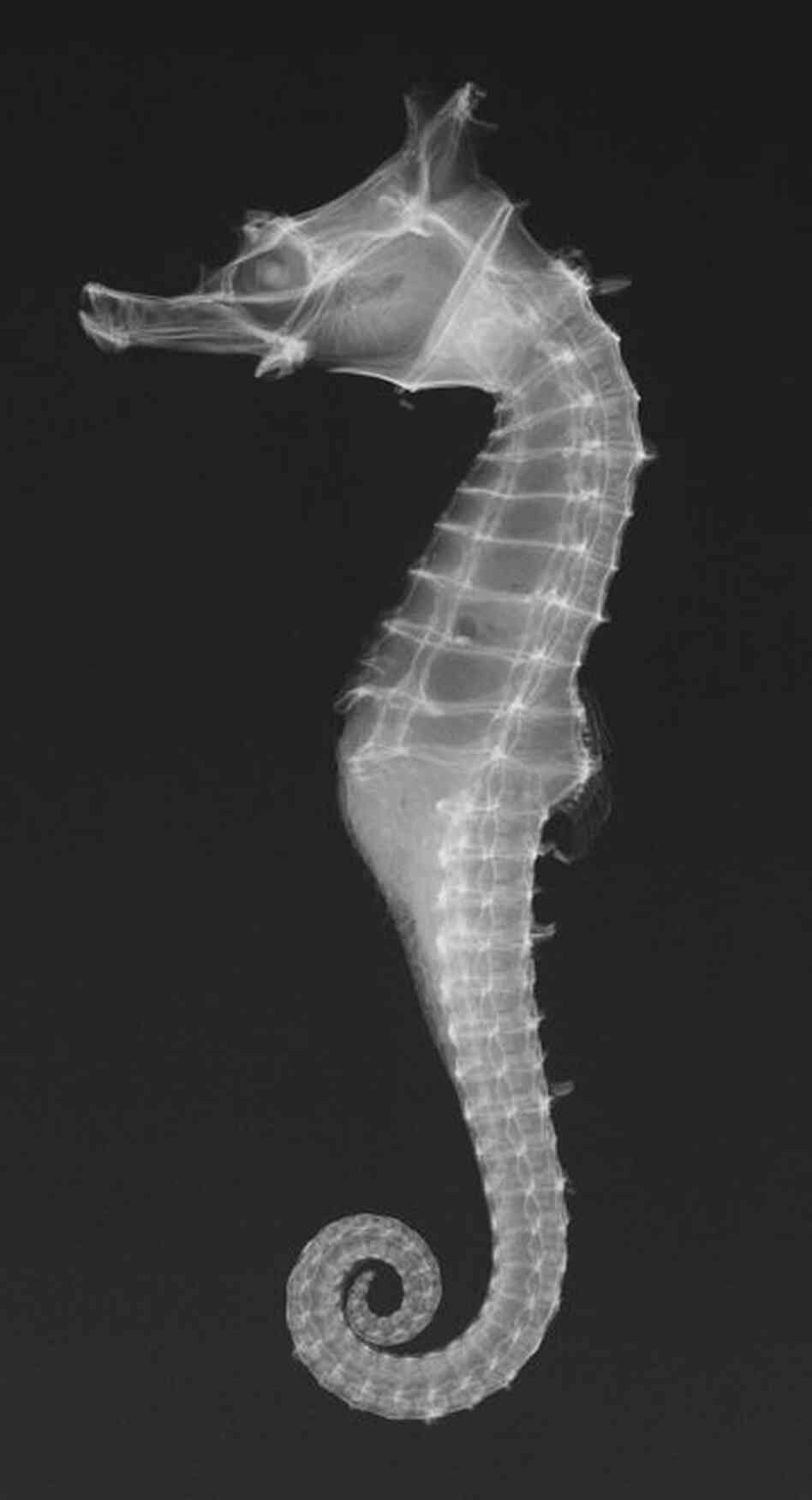 Dhiho's seahorse