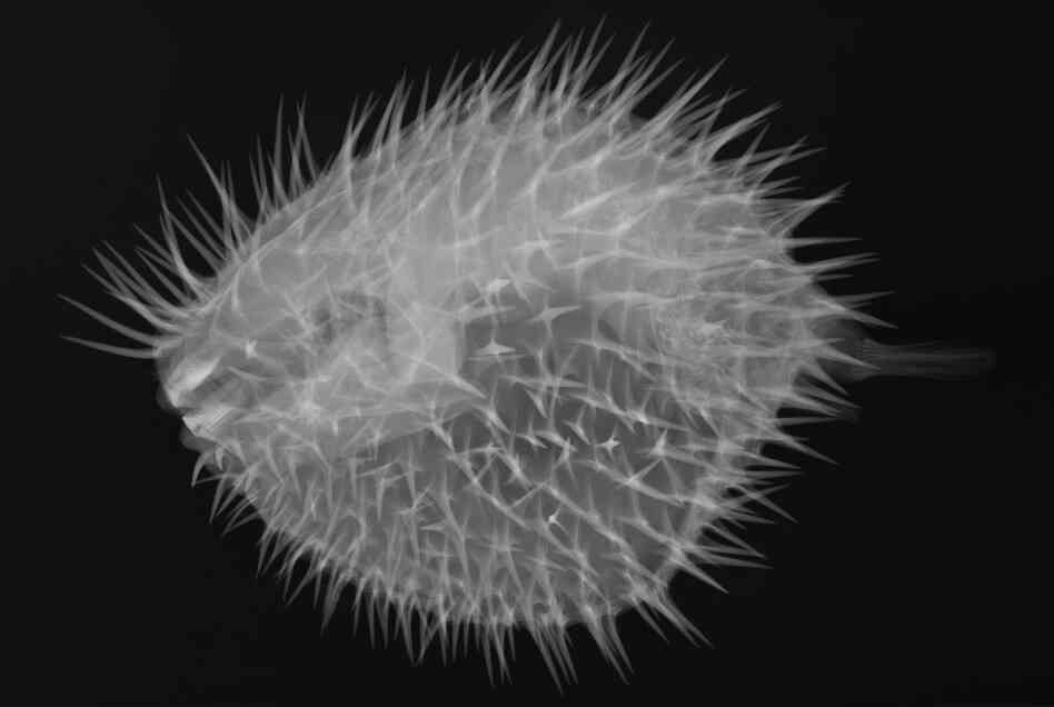 Long-spine porcupine fish