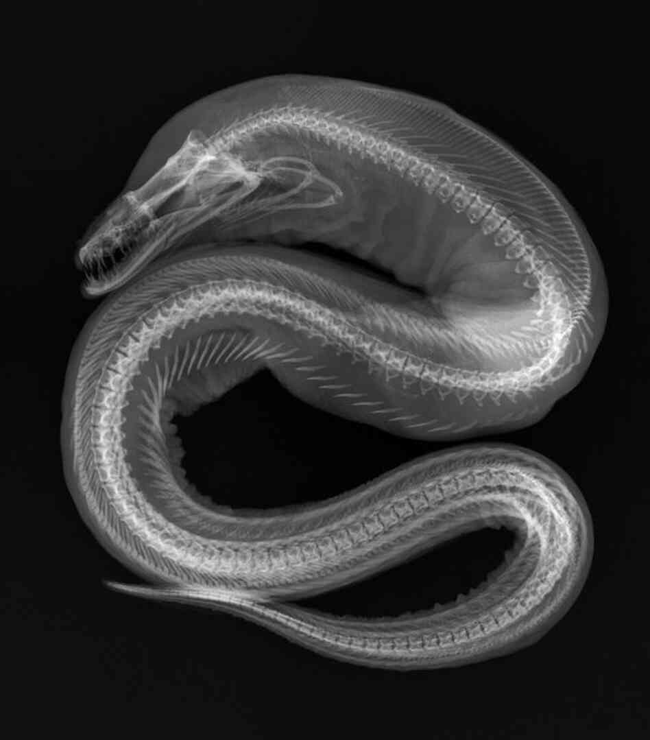 Viper moray