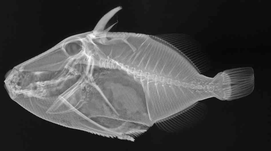 Wedge-tail triggerfish