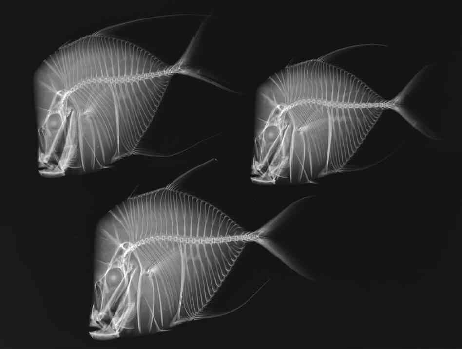 Lookdown fish