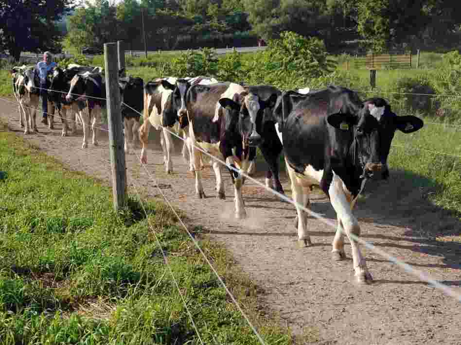 A dairy farmer drives some of his Holstein cows out to pasture in the Madison County, N.Y. town of Lenox. 