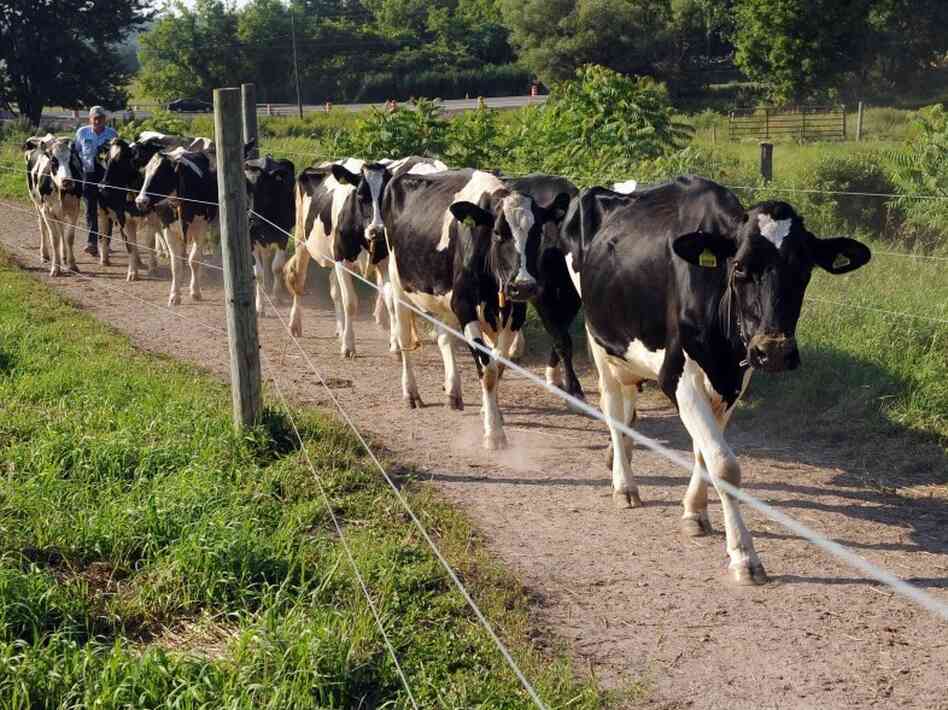 A dairy farmer drives some of his Holstein cows out to pasture in the Madison County, N.Y. town of Lenox. 