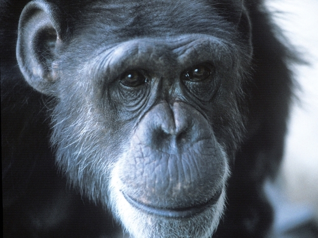 Washoe, a female chimpanzee believed to be the first non-human to acquire human language, died Oct. 30, 2007 of natural causes.