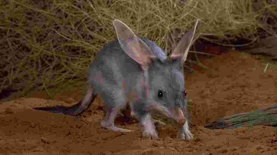 The bilby is an endangered Australian marsupial that has been run out of its habitat by humans and rabbits. The bilby is an endangered Australian marsupial that has been run out of its habitat by humans and rabbits.