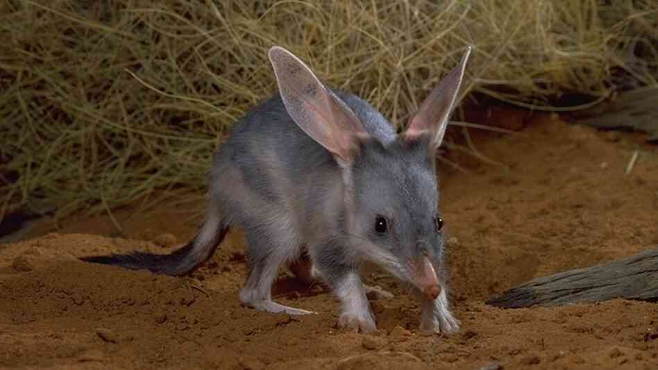 The bilby is an endangered Australian marsupial that has been run out of its habitat by humans and rabbits. The bilby is an endangered Australian marsupial that has been run out of its habitat by humans and rabbits.