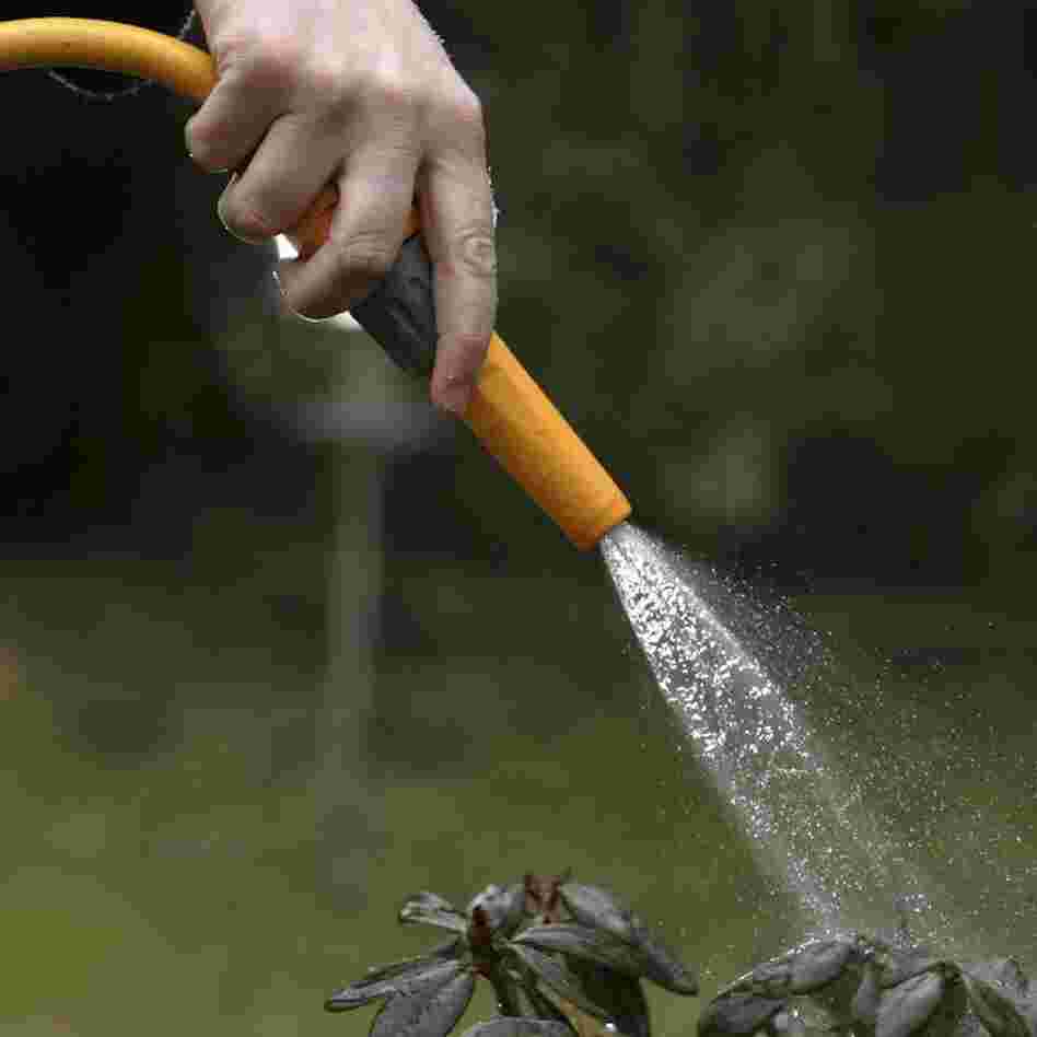 No hoses, please. (2006 file photo from Knutsford, England.)