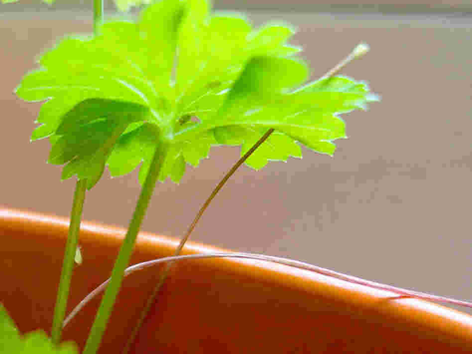 An aphid feasting on the stem of parsley.