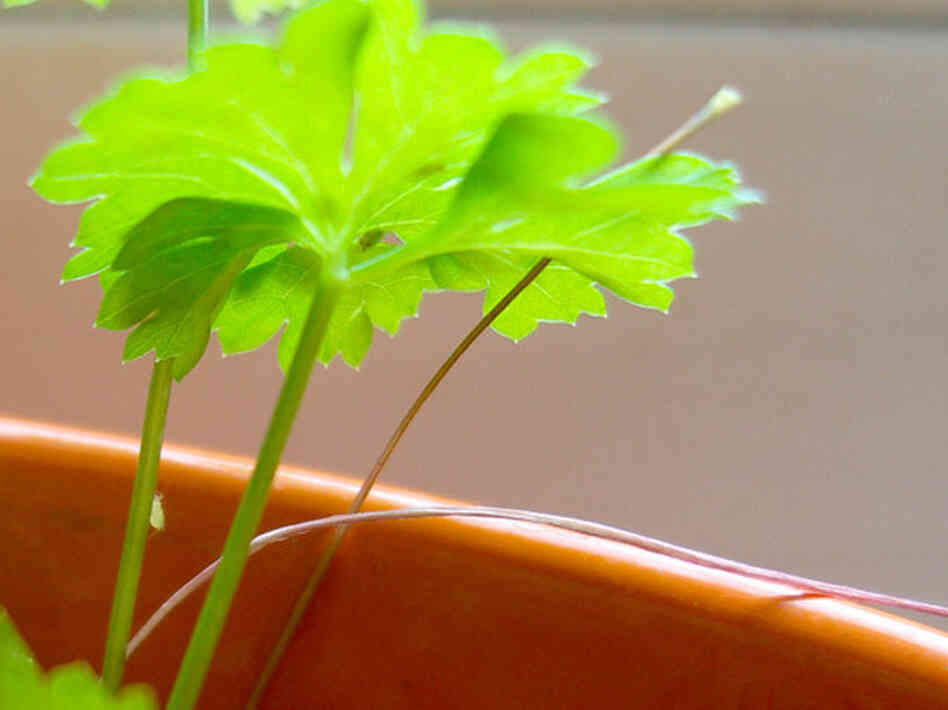 An aphid feasting on the stem of parsley.