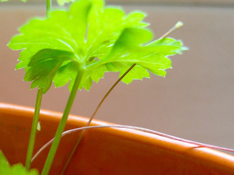 An aphid feasting on the stem of parsley. An aphid feasting on the stem of parsley.