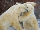 Two polar bears spar on the shoreline of the Hudson Bay in November 2007. Two polar bears spar on the shoreline of the Hudson Bay in November 2007.