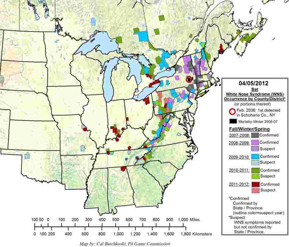 This map shows the prevalence and spread of white-nose syndrome among bats in the eastern U.S. since 2007. Incidences of white-nose syndrome have been spreading west and south.