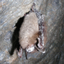 A little brown bat with white-nose syndrome hangs in Greeley Mine, Vt., in March 2009. The disease is spreading across the country, currently affecting bat populations in 19 states. A little brown bat with white-nose syndrome hangs in Greeley Mine, Vt., in March 2009. The disease is spreading across the country, currently affecting bat populations in 19 states.